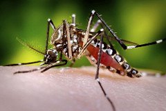 Aedes aegypti mosquito